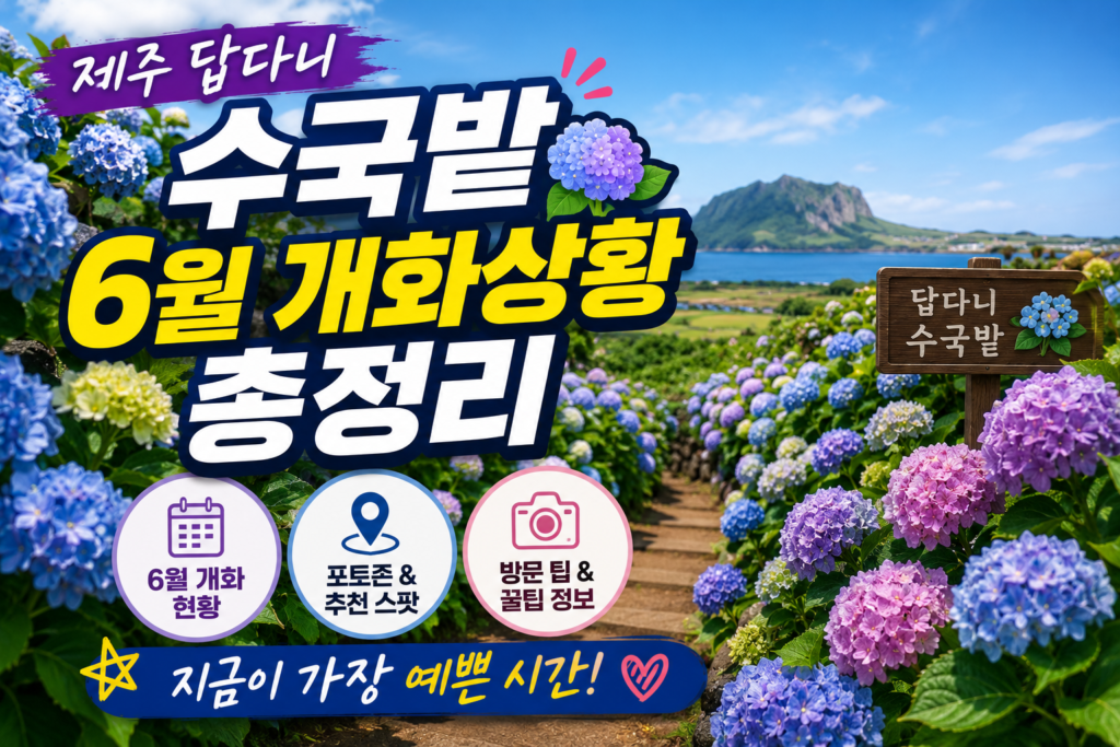 제주 답다니수국밭